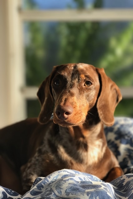 For the love of a pet