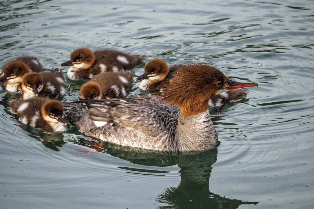 Waiting for the ducks to line up…